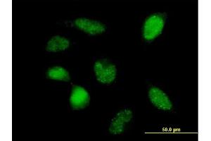 Immunofluorescence of purified MaxPab antibody to POLR3F on HeLa cell. (POLR3F Antikörper  (AA 1-316))