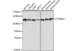 Western blot analysis of extracts of various cell lines using CTNNA1 Polyclonal Antibody at dilution of 1:1000. (CTNNA1 Antikörper)