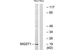 Western blot analysis of extracts from HeLa cells, using MGST1 Antibody.