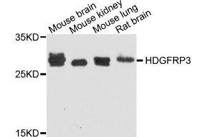 Western blot analysis of extract of various cells, using HDGFRP3 antibody. (HDGFRP3 Antikörper)