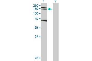 Western Blot analysis of RET expression in transfected 293T cell line by RET MaxPab polyclonal antibody.