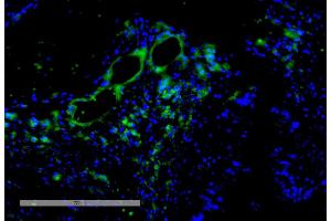 Immunohistochemistry analysis using Mouse Anti-VPS35 Monoclonal Antibody, Clone 11H10 (ABIN6933008). (VPS35 Antikörper  (Atto 594))