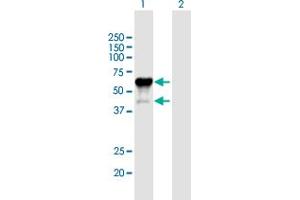 P2RX4 antibody  (AA 1-388)