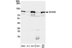 Western Blotting (WB) image for anti-Breast Carcinoma Amplified Sequence 3 (BCAS3) (C-Term) antibody (ABIN7453844) (BCAS3 Antikörper  (C-Term))