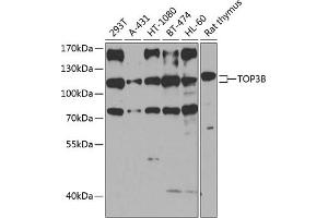 Western blot analysis of extracts of various cell lines, using TOP3B antibody (ABIN6132731, ABIN6149394, ABIN6149395 and ABIN6224540) at 1:1000 dilution. (TOP3B Antikörper  (AA 1-270))