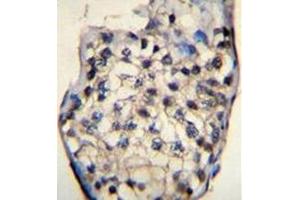 Immunohistochemistry analysis in formalin fixed and paraffin embedded human testis tissue reacted with ODF3 Antibody (C-term) followed by peroxidase conjugation of the secondary antibody and DAB staining.