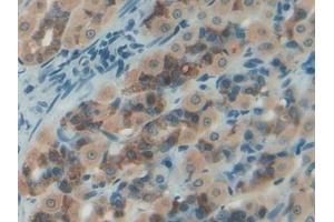 Detection of NES1 in Rat Intestine Tissue using Polyclonal Antibody to Nesfatin 1 (NES1)