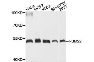 Western blot analysis of extracts of various cell lines, using RBM22 antibody. (RBM22 Antikörper  (AA 1-230))
