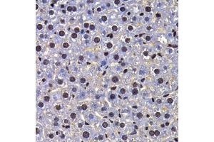 Immunohistochemistry of paraffin-embedded mouse liver using FIP1L1 antibody (ABIN5974293) at dilution of 1/100 (40x lens). (FIP1L1 Antikörper)