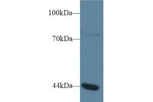 Western Blot; Sample: Human Jurkat cell lysate; Primary Ab: 1µg/ml Rabbit Anti-Human GTF3A Antibody Second Ab: 0.