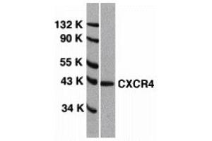 Western Blotting (WB) image for anti-Chemokine (C-X-C Motif) Receptor 4 (CXCR4) (Extracellular Loop) antibody (ABIN1030841) (CXCR4 Antikörper  (Extracellular Loop))