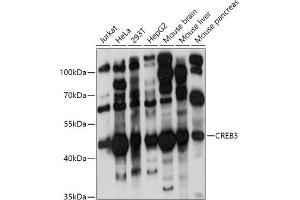 Western blot analysis of extracts of various cell lines, using CREB3 antibody (ABIN6128862, ABIN6139013, ABIN6139015 and ABIN6222241) at 1:1000 dilution. (CREB3 Antikörper  (AA 1-230))
