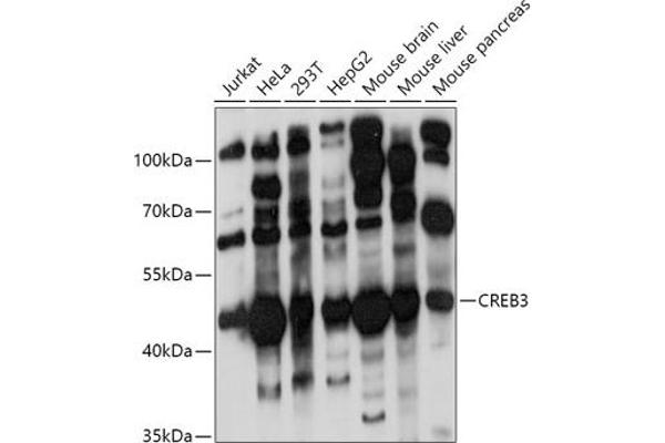 CREB3 anticorps  (AA 1-230)