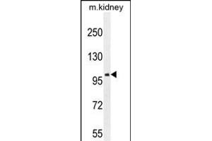 GRIA4 Antibody (Center) (ABIN654681 and ABIN2844375) western blot analysis in mouse kidney tissue lysates (35 μg/lane). (GRIA4 Antikörper  (AA 259-287))