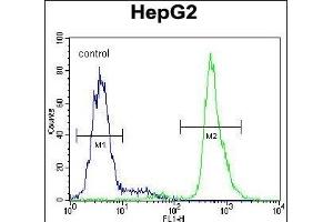 SERPINI1 Antibody (N-term) (ABIN654346 and ABIN2844114) flow cytometric analysis of HepG2 cells (right histogram) compared to a negative control cell (left histogram). (Neuroserpin Antikörper  (N-Term))