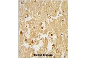 Formalin-fixed and paraffin-embedded human brain tissue reacted with ESRRB Antibody (Center), which was peroxidase-conjugated to the secondary antibody, followed by DAB staining. (ESRRB Antikörper  (AA 275-305))