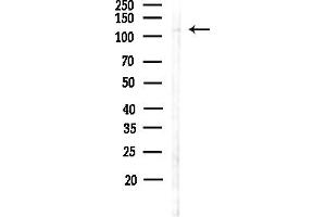 Western blot analysis of lysates from Hela cells(heat-shock,45 min treatment), using NUCL Antibody at 1/1000 dilution.