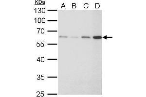 Western Blotting (WB) image for anti-Fibroblast Growth Factor Receptor-Like 1 (FGFRL1) antibody (ABIN2855700)
