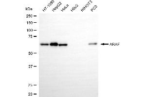 Western blotting analysis using ARAF antibody (ABIN7800798). (Rekombinanter ARAF Antikörper)
