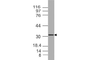 Image no. 1 for anti-Orthodenticle Homeobox 2 (OTX2) (AA 1-204) antibody (ABIN5027412) (OTX2 Antikörper  (AA 1-204))