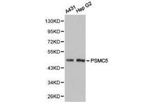 Western Blotting (WB) image for anti-Proteasome (Prosome, Macropain) 26S Subunit, ATPase, 5 (PSMC5) antibody (ABIN1874386) (PSMC5 Antikörper)