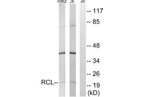 Western blot analysis of extracts from K562 cells and Jurkat cells, using RCL antibody. (RCL Antikörper  (N-Term))