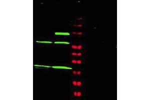 Western blot using Affinity Purified anti-MAD2L1 antibody shows detection of a predominant band at ~24 kDa corresponding to MAD2L1 (arrowhead) present in Jurkat (lane 1) and HeLa (lane 2) whole cell lysates using the 800 nm channel (green).