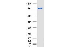 Validation with Western Blot (MICAL1 Protein (Myc-DYKDDDDK Tag))