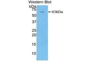 Western Blotting (WB) image for anti-Sulfatase 1 (SULF1) (AA 609-871) antibody (ABIN1860661) (SULF1 Antikörper  (AA 609-871))