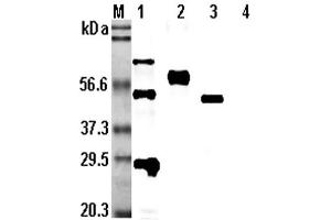 Western blot analysis using anti-CD137 (human), pAb  at 1:5,000 dilution. (CD137 Antikörper)