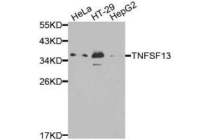 Western blot analysis of extracts of various cell lines, using TNFSF13 antibody. (TNFSF13 Antikörper  (AA 105-247))
