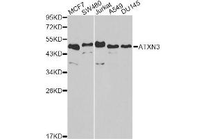 Western blot analysis of extracts of various cell lines, using ATXN3 antibody. (Ataxin 3 Antikörper)