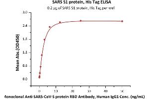 Immobilized SARS S1 protein, His Tag (ABIN6952622) at 2 μg/mL (100 μL/well) can bind Monoclonal Anti-SARS-CoV-S protein RBD Antibody, Human IgG1 with a linear range of 0. (SARS-CoV S1 Protein (His tag))