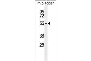 FBXW8 Antibody (Center) (ABIN654676 and ABIN2844371) western blot analysis in mouse bladder tissue lysates (35 μg/lane). (FBXW8 Antikörper  (AA 270-299))