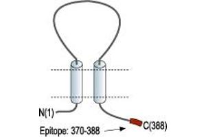 Representative domain view of the target of ABIN7581931.