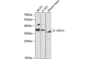 Western blot analysis of extracts of various cell lines, using UFD1L antibody (ABIN1683208, ABIN5664259, ABIN5664261 and ABIN6220174) at 1:1000 dilution. (UFD1L Antikörper  (AA 1-307))