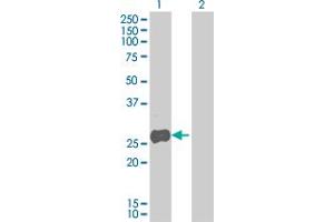 Western Blot analysis of MRPL21 expression in transfected 293T cell line by MRPL21 MaxPab polyclonal antibody.