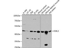 Western blot analysis of extracts of various cell lines, using F2RL3 antibody (ABIN6133491, ABIN6140408, ABIN6140409 and ABIN6224543) at 1:1000 dilution. (F2RL3 Antikörper  (AA 20-150))