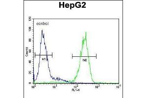 Flow cytometric analysis of HepG2 cells (right histogram) compared to a negative control cell (left histogram). (SERPINH1 Antikörper  (C-Term))