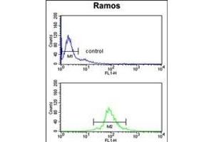 U2AF1 Antibody (Center ) (ABIN389305 and ABIN2839425) flow cytometry analysis of Ramos cells (bottom histogram) compared to a negative control cell (top histogram). (U2AF1 Antikörper  (AA 99-125))