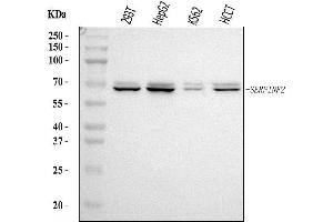 Western blot analysis of Alpha 2 Antiplasmin/SERPINF2 using anti-Alpha 2 Antiplasmin/SERPINF2 antibody (ABIN7601808).