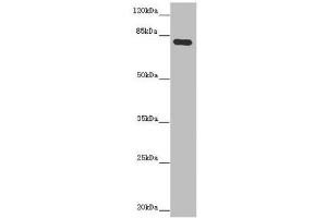 Western blot All lanes: MOCS1 antibody at 5. (MOCS1 Antikörper  (AA 90-360))