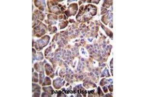 AQP12B Antibody (C-term) immunohistochemistry analysis in formalin fixed and paraffin embedded human pancreas tissue followed by peroxidase conjugation of the secondary antibody and DAB staining.