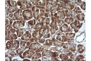 Image no. 2 for anti-Cell Division Cycle 123 Homolog (CDC123) antibody (ABIN1497389) (CDC123 Antikörper)