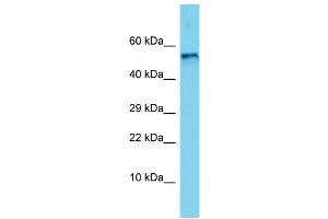 Host: Rabbit Target Name: Bmp5 Sample Type: Rat Brain lysates Antibody Dilution: 1. (BMP5 Antikörper  (C-Term))
