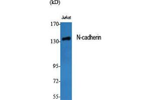Western Blot (WB) analysis of specific cells using N-cadherin Polyclonal Antibody. (N-Cadherin Antikörper  (C-Term))