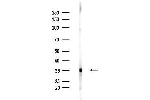 anti-phospholipid Scramblase 1 (PLSCR1) (N-Term) antibody