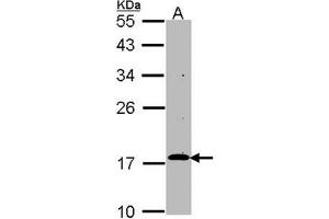 AP31130PU-N RGS17 antibody staining of HepG2 (Lane A) whole cell lysate (30 µg) at 1/1000 dilution, 12% SDS PAGE. (RGS17 Antikörper  (AA 148-160))