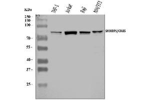 Western blot analysis of SH3KBP1 using anti-SH3KBP1 antibody (ABIN7600938). (SH3KBP1 Antikörper  (AA 256-629))