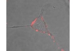 Expression of NALCN in rat PC12 cells - Cell surface detection of NALCN in intact living rat pheochromocytoma PC12 cells. (NALCN Antikörper  (Extracellular))